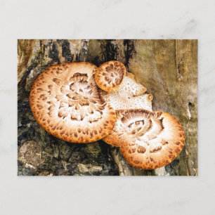 CARTE POSTALE FUNGI