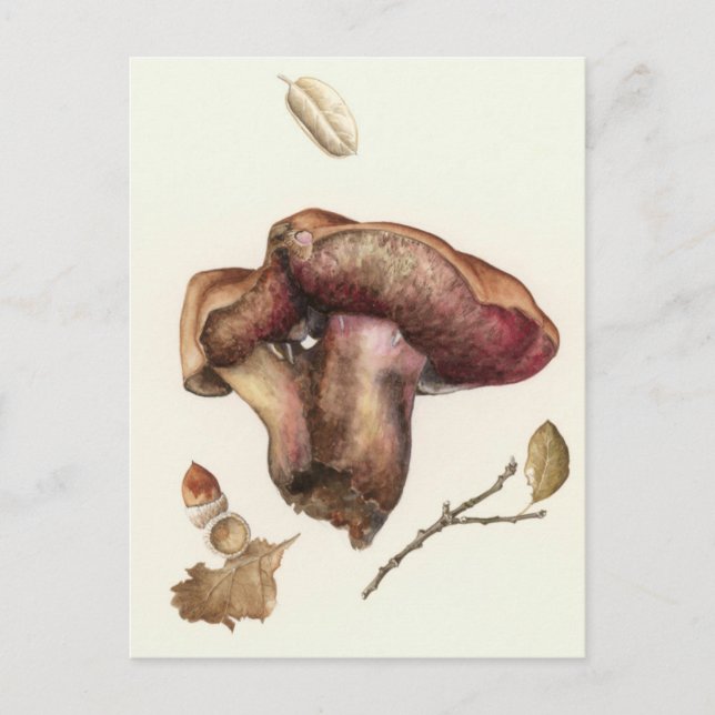 Carte Postale Fungus (Devant)