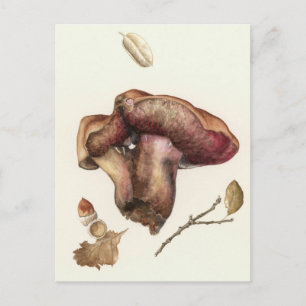 Carte Postale Fungus
