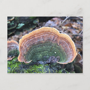 Carte Postale Fungus Arc-en-Ciel