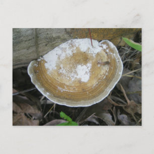 Carte Postale Fungus Brown Tan Bracket