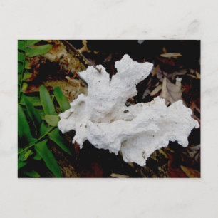 Carte postale Fungus Coral Shelf