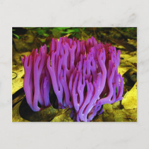 Carte Postale Fungus de corail violet Clavaria Zollingeri