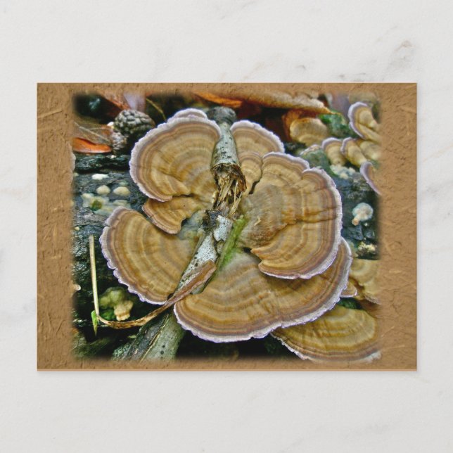 Carte Postale Fungus de la plate-forme pourpre Coordonner les él (Devant)