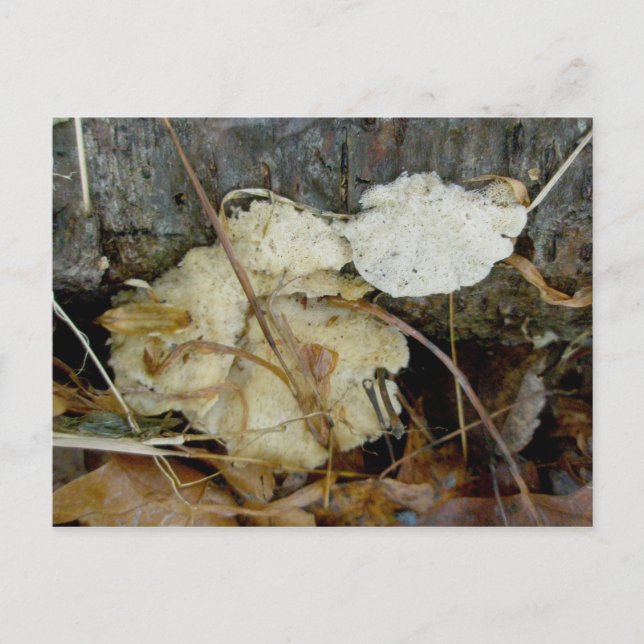 Carte postale Fungus de plateau poreux (Devant)