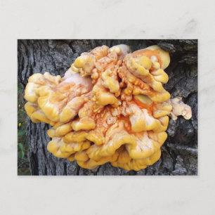 Carte Postale Fungus orange