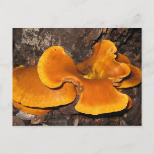 Carte Postale Fungus orange
