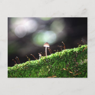 Carte Postale Fungus solitaire