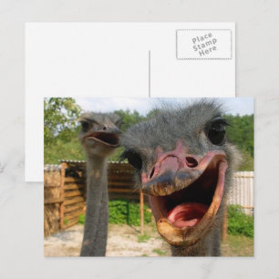 Carte Postale Funky Face Ostrich Couple Photo