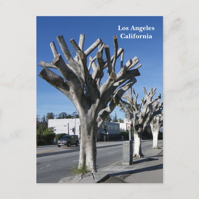 Carte Postale Funky Tree Los Angeles Postcard! (Devant)