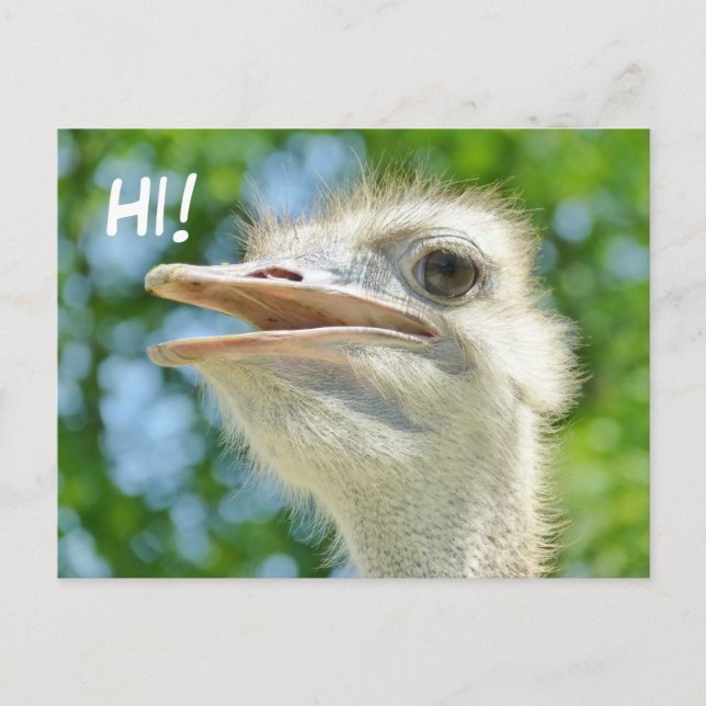 Carte Postale Funny African Ostrich - Hi Postcard (Devant)