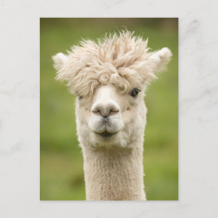 Carte Postale Funny Alpaca
