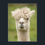 Carte Postale Funny Alpaca<br><div class="desc">Carte postale amusante Alpaca.</div>