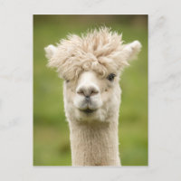 Funny Alpaca