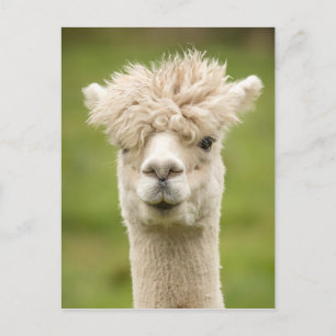 Carte Postale Funny Alpaca