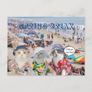 Carte Postale Funny Cats on Spring Break
