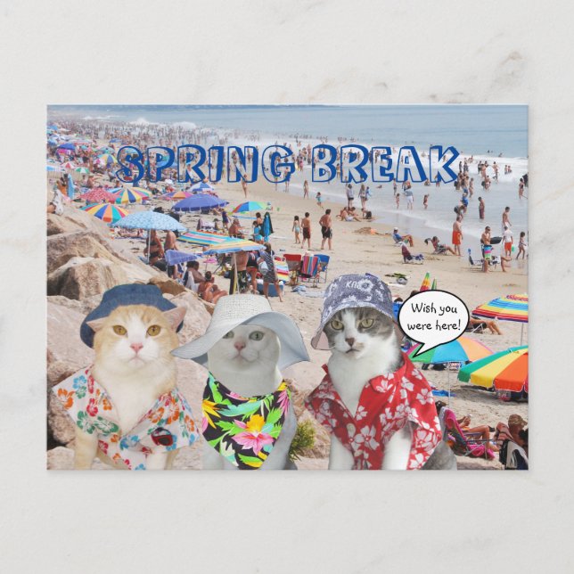 Carte Postale Funny Cats on Spring Break (Devant)
