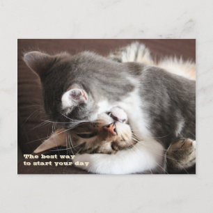Carte Postale Funny Cats squeeze hug