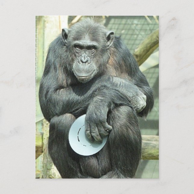 CARTE POSTALE FUNNY CHIMPANZEE (Devant)