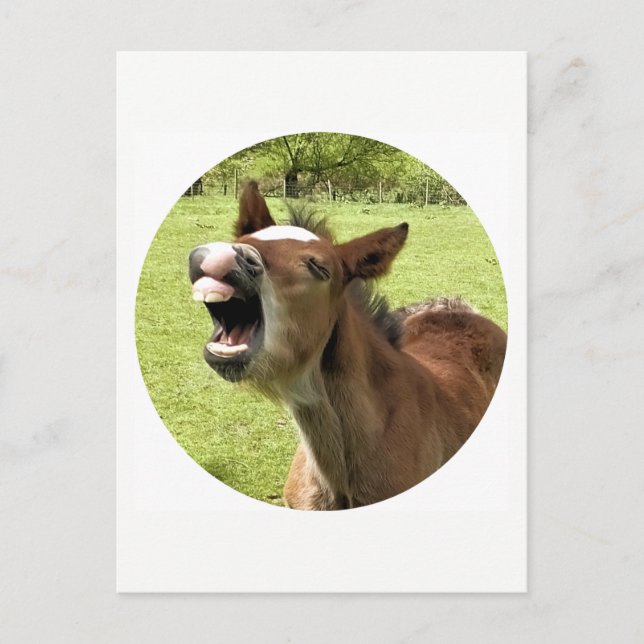 CARTE POSTALE FUNNY CUTE FOAL (Devant)
