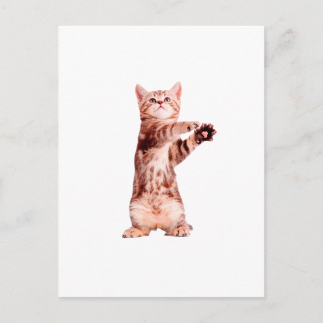 Carte Postale Funny debout chaton joueuse (Devant)
