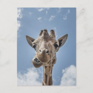 Carte Postale Funny Giraffe Visage Fermer la photographie