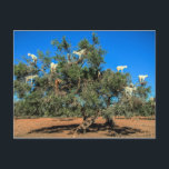 Carte Postale Funny Goats<br><div class="desc">Funny a scanné Morocco of goats in argan tree.  Photo en route pour Essaouira,  Morocco.</div>