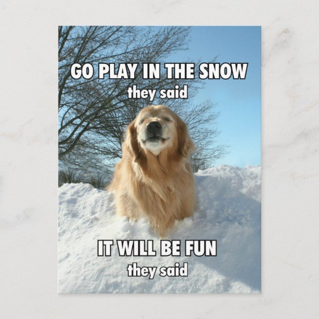 Carte Postale Funny Golden Retriever Go Play in the Snow Meme (Devant)