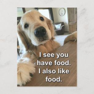 Carte Postale Funny Golden Retriever Je Vois Que Vous Avez Mème