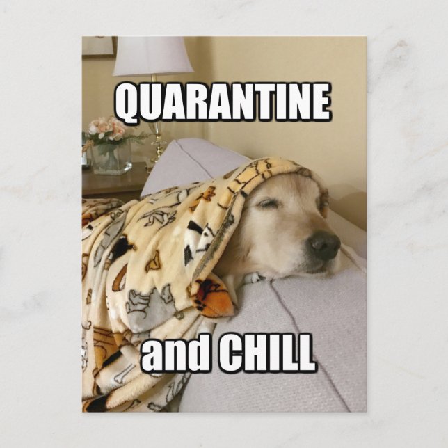 Carte Postale Funny Golden Retriever Quarantine et Chill Joke (Devant)