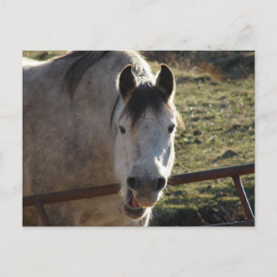 Carte Postale Funny Grey Mare