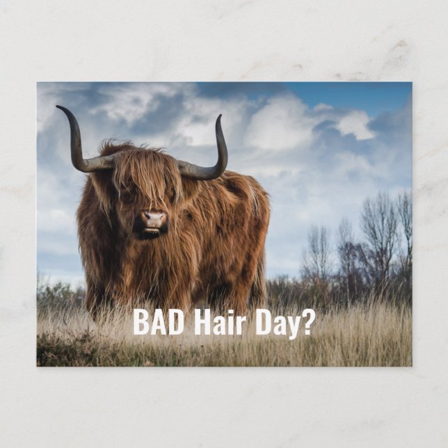 Carte Postale Funny Highland Cow Photo Bad Hair Day? Typographie (Devant)
