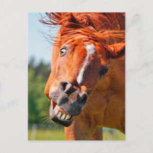 Carte Postale Funny Horse Rire Photographie