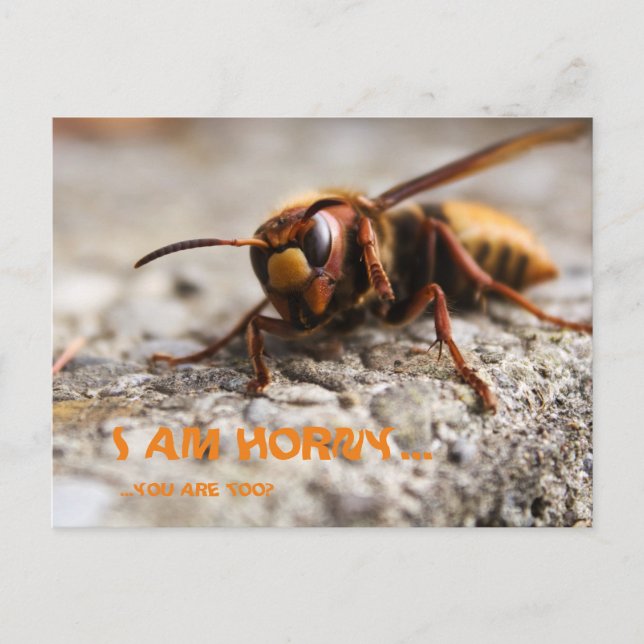 Carte Postale Funny insect slogan postcard (Devant)