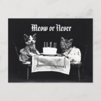 Funny Meow ou Jamais chaton chaton vintage Anniver