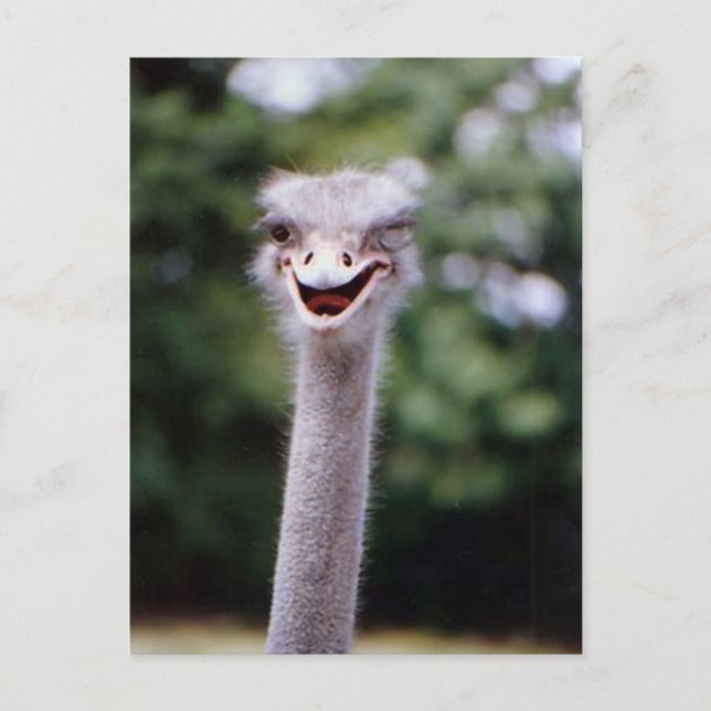 Carte Postale Funny Ostrich (Devant)