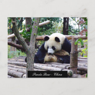 Carte Postale Funny Panda Bear assis, Chengdu - Chine