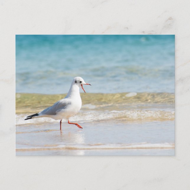 Carte Postale Funny seagull (Devant)