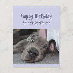 Carte Postale Funny Social Distance Birthday Great Dane Dog