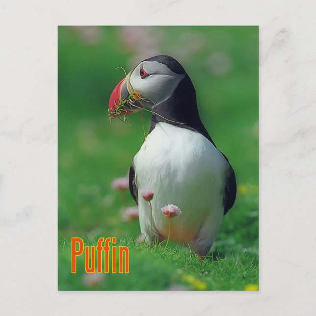 Carte Postale Funny tampin (Devant)