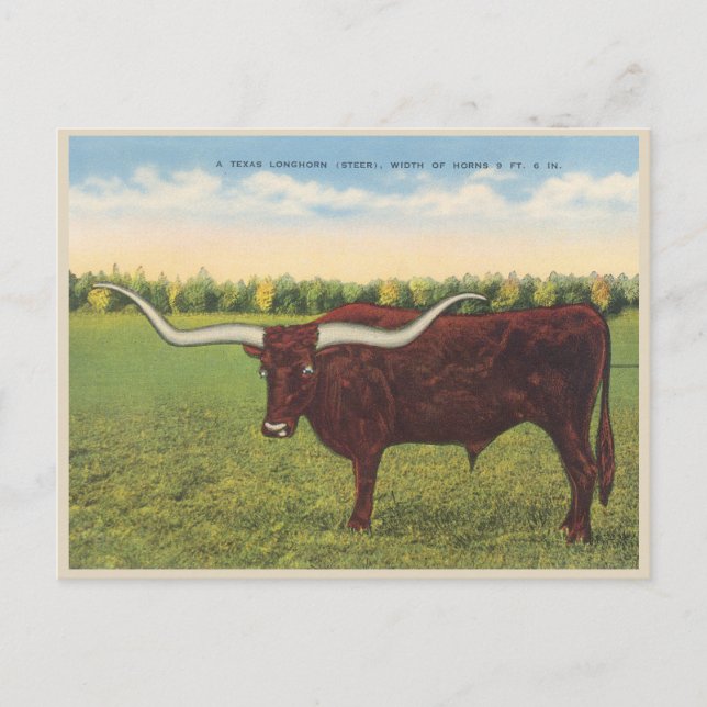 Carte Postale Funny Vintage Longhorn Steer (Devant)