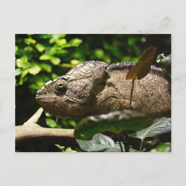 Carte Postale Furcifer oustaleti (Devant)