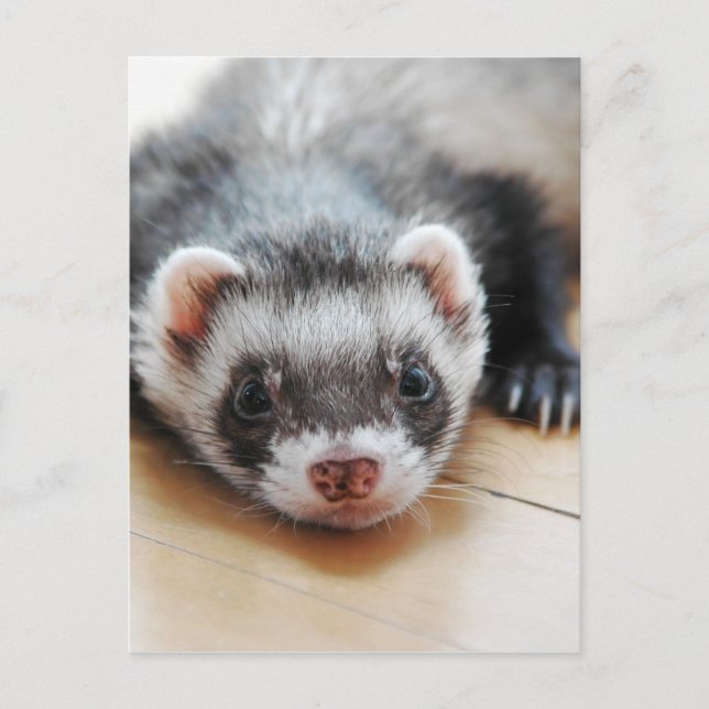 Carte Postale Furet adorable de sable (Devant)