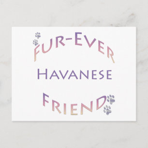 Carte Postale Furever Havanais