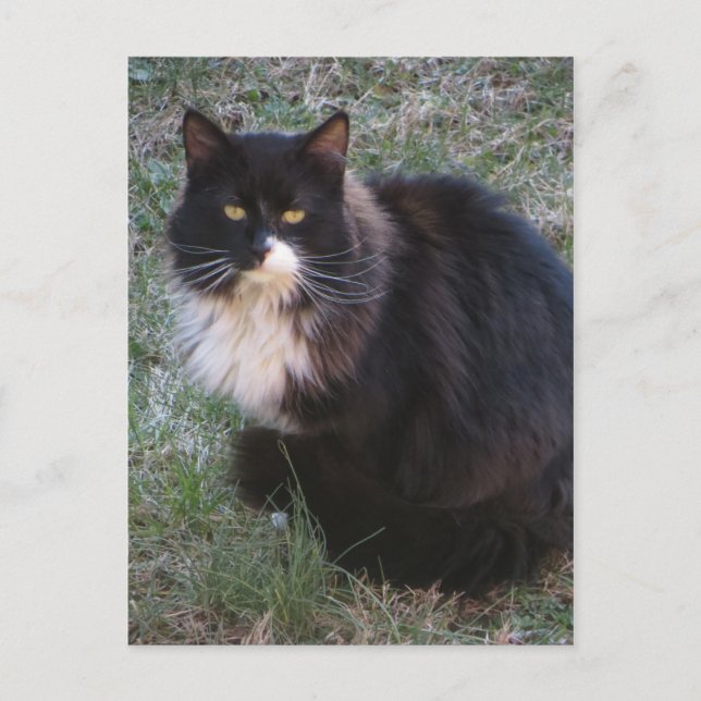 Carte Postale Furry Tuxedo (Devant)