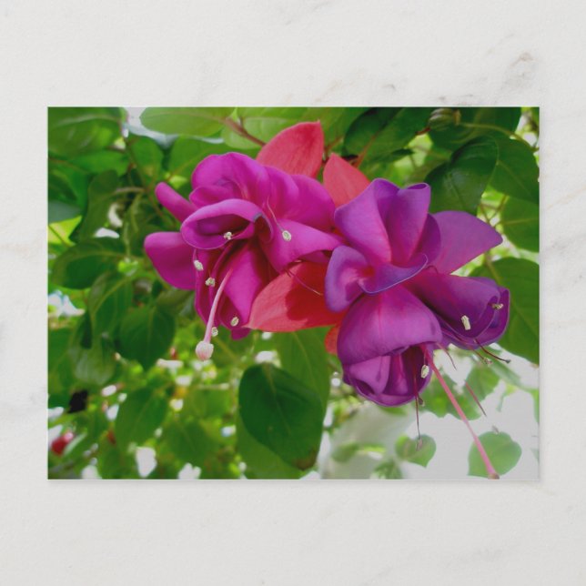 Carte postale Fuschia (Devant)