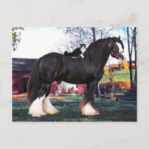 Carte postale "Fuzzer Ride Again"