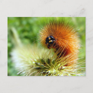 Carte Postale Fuzzy Caterpillar