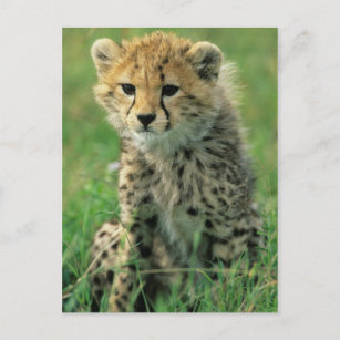 Carte Postale Fuzzy Cheetah Cub