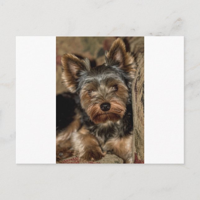 Carte Postale Fuzzy Face Yorkshire Terrier (Devant)